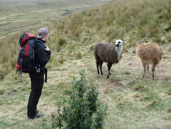 .......Alpaccas.......