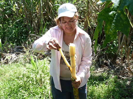 ....Zuckerrohr für alle....hat Nieves irgendwo aus dem Gestrüpp da hinten rausgezerrt....