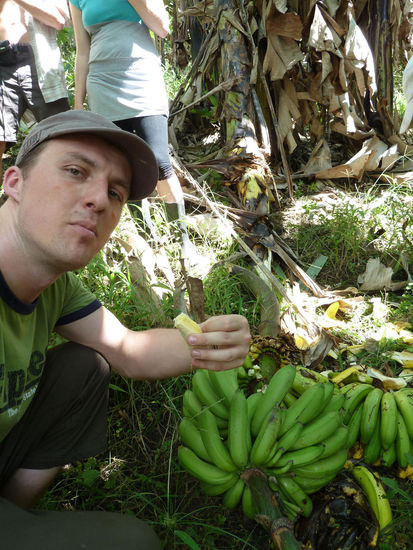 ....Bananenbaum fääääälllt!!!.........frischer gehts nicht....