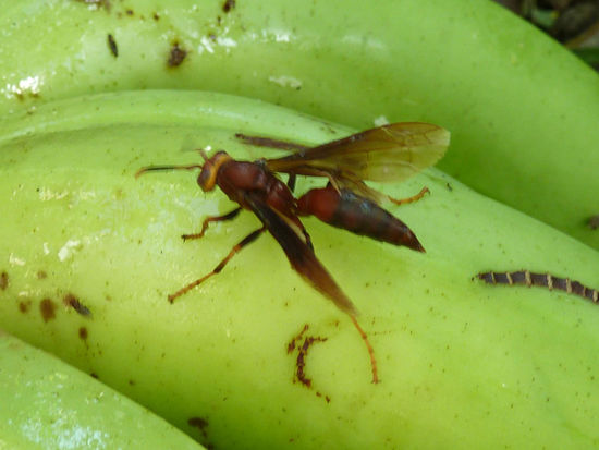 ....besagte Kampfhubschrauberwespen,....