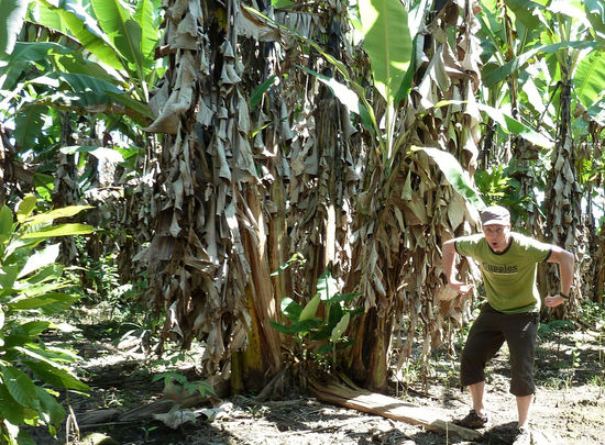 ....so zwischen den Bananenbäumen kommt der Primat in mir raus....