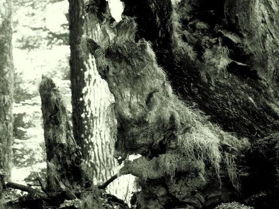 ...vermooste Wurzelgesichter,.... Baumbart aus HdR lässt Grüßen