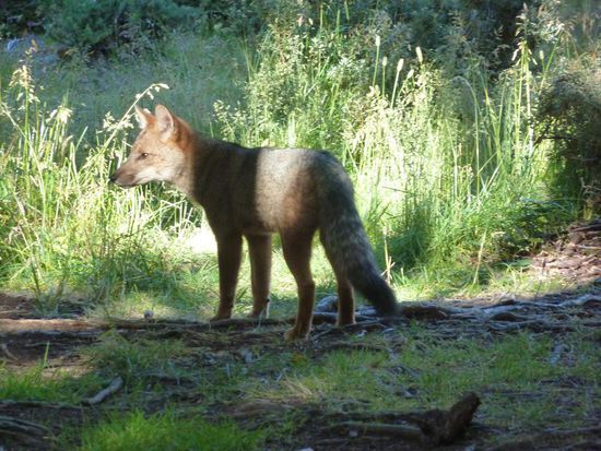 Reinecke Fuchs im Campamento Los Perros