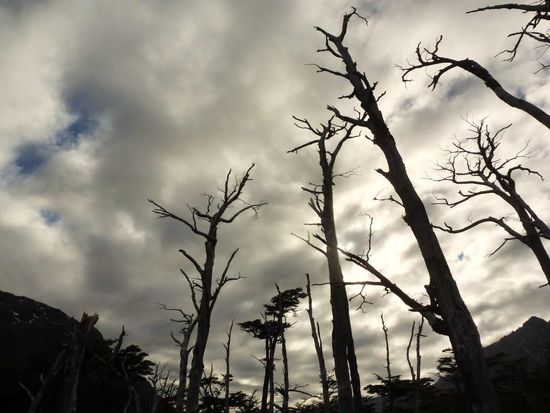 ...durch verdörrte Wälder und dichtes Unterholz...