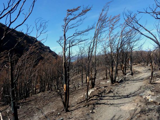 ...vom Unterholz nur Asche übrig...... trostlos 