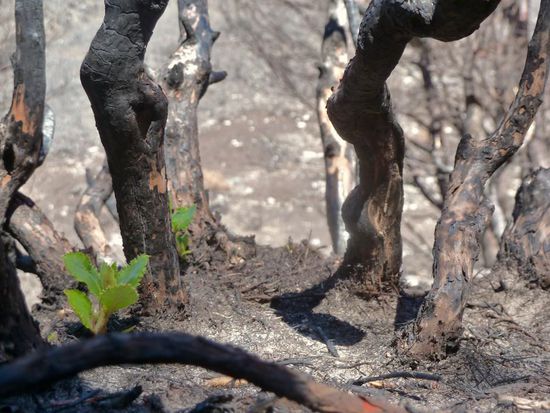 ...die Natur zeigt ihre Stärke,....aus verkohlten, angesengten Bäumen sprießen neue Triebe... 