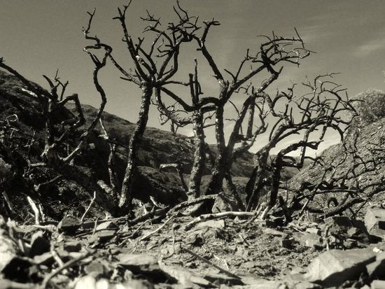 ...verkohlte Büsche....