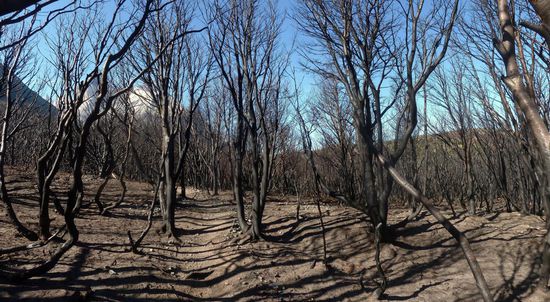 ...verbrannte Wälder...