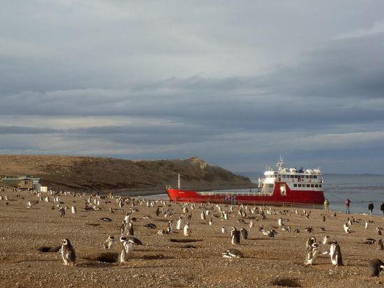 Fährankunft auf der Isla Magdalena,...von Pinguinen umzingelt