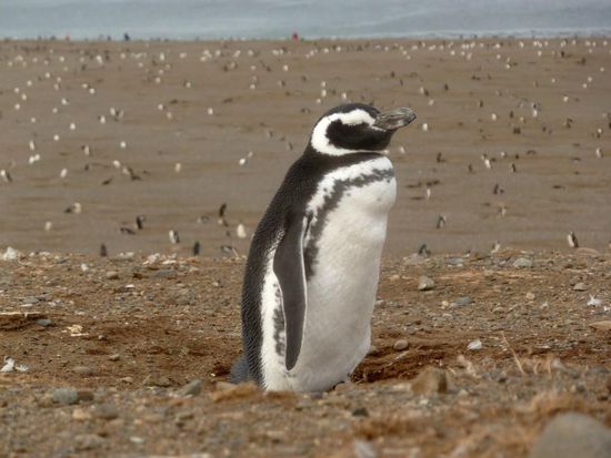 Der Magellanpinguin,... klein, dick, schwarz-weiß