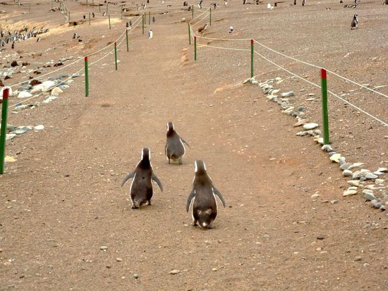 "Männer!.... in Formation bleiben! Links, zwo, drei, vier!"