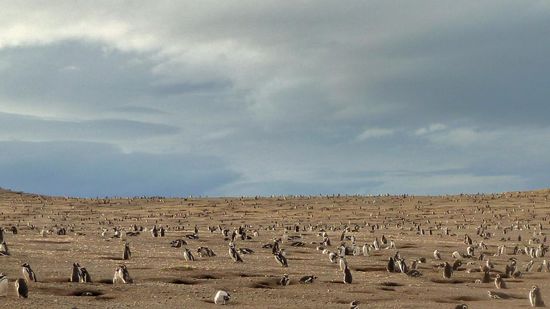 Pinguine wohin das Auge reicht