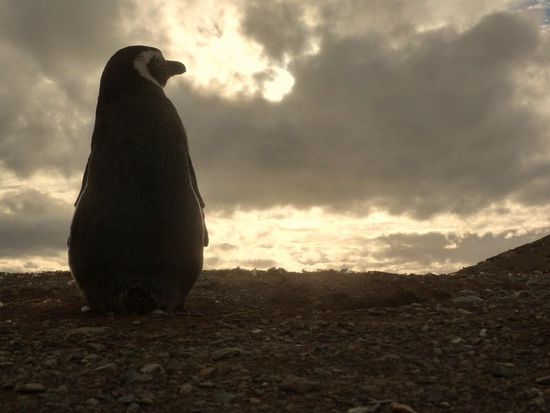 ...auch Pinguine mögen Sonnenuntergänge...
