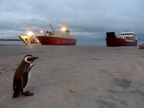...ähm, entschuldigung,...können sie mir sagen wo hier zur Isla Magdalena geht?