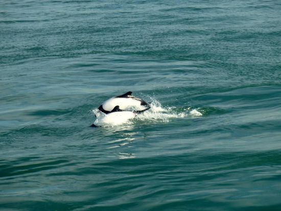 nein das sind keine Orcas,...uns wurde gesagt, dass is eine Delphinart...