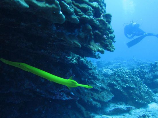 komischer gelber langer Fisch