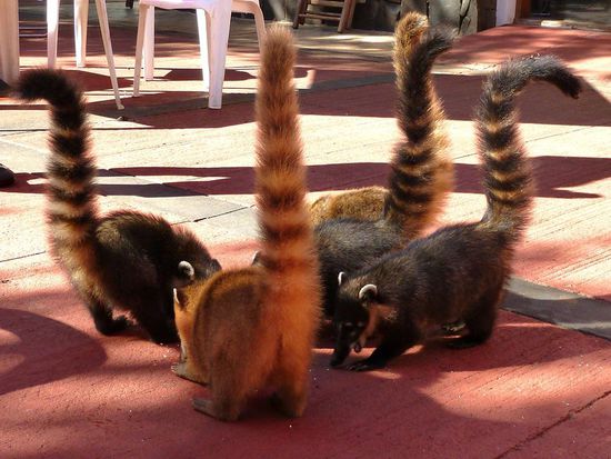 Siiiiieeeeg Männer!!!