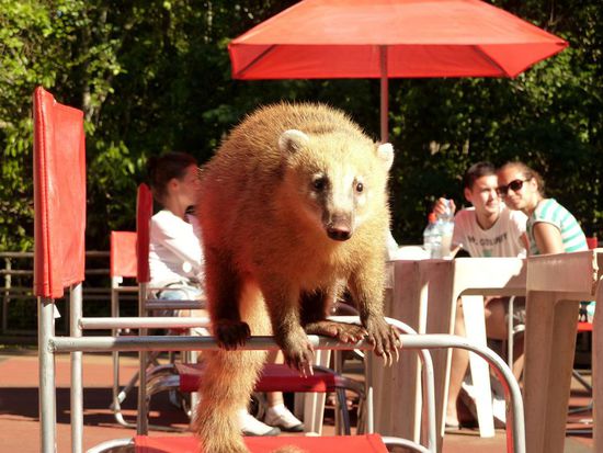 ...du willst mir also nichts von deinem Sandwich abgeben?....*Ansatz zum Sprung*