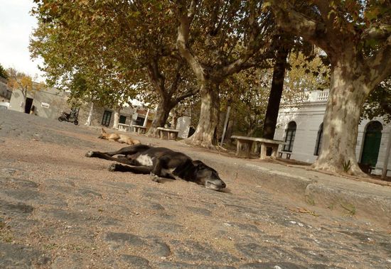 ...der Ort ist sooo chillig,...selbst die Hunde sind total tranquilo