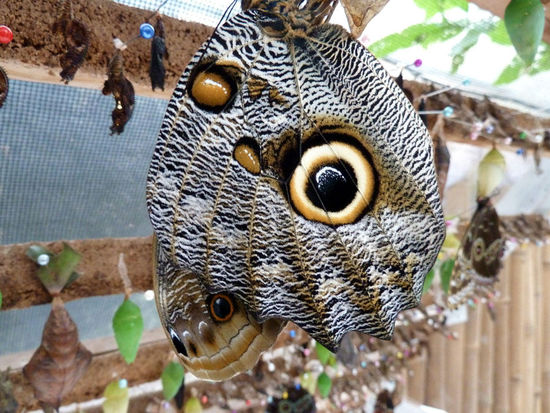 Schlangenkopf-Mariposa