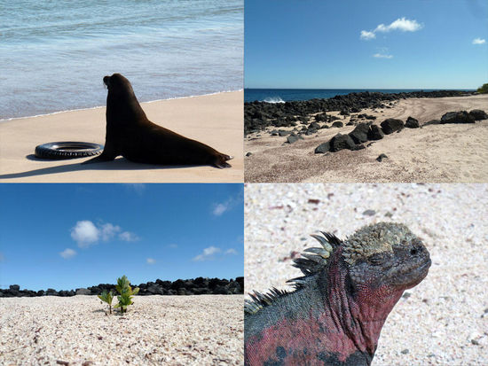 Seelöwe und 2 Strände auf San Cristobal - Marine Iguana auf Isla Espanola