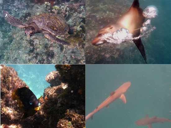 Meeresschildkröte, Seelöwe und Hai bei Leo Dormido - kleiner King Angel Fish bei Cerro Tijeretas (alles auf San Cristobal)