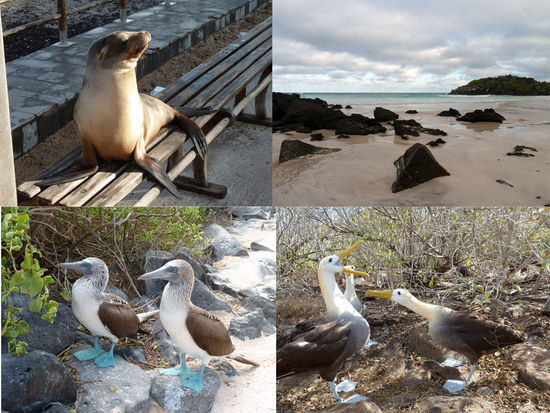 Seelöwe auf Parkbank auf San Cristobal - Strand Puerto Chino auf San Cristobal - Blue Footed Boobies (Blaufußtölpel) und Albatrosse auf Isla Espanola