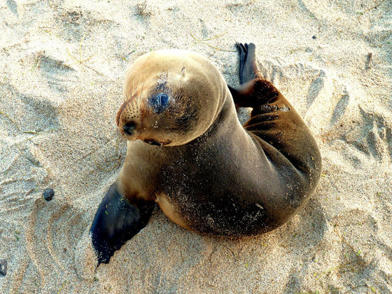 Seelöwenbaby,.....glaubt mir, dass ist nicht das einzige Seelöwenfoto 