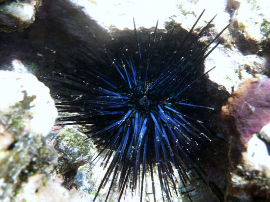 Blauer Seeigel,.....was macht er?,.....er leuchtet blau