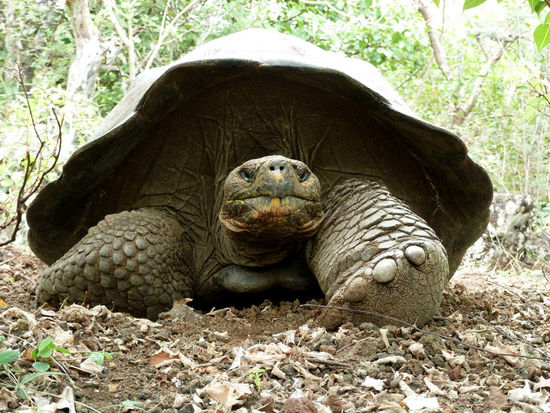 Atreju: "Bist du Morla, die uralte Morla?".....................