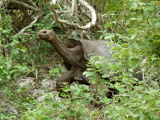 ....nur nicht bewegen,.....vieleicht sieht er mich ja nicht.....