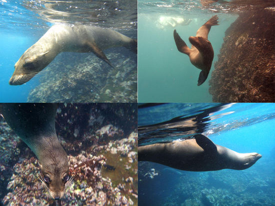 schnorcheln unter Seelöwen...