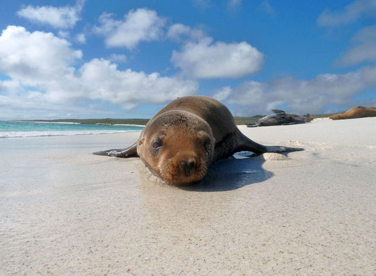 und gleich nochmal,....der kleine Seelöwe