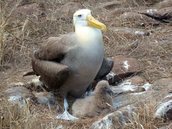 ....und wenn sich die Albatros-Mama und der Papa-Albatros ganz, ganz, viel lieb haben,...dann....
