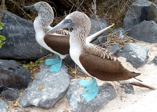 ....Hi,...ich sah dich da so herumstehen und dachte mir ich schau mal zu dir rüber. Du hast übrigens wunderschöne Füße.....
