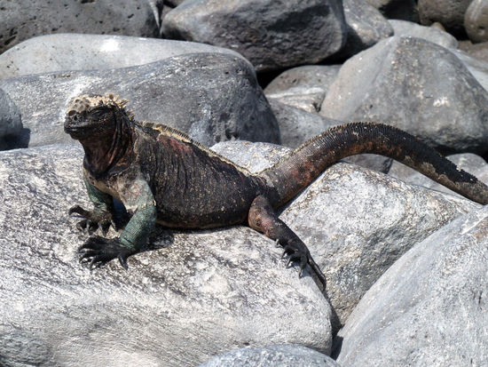 Marine Iguana