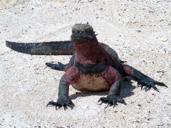 In einem Land vor unserer Zeit - ein Marine Iguana