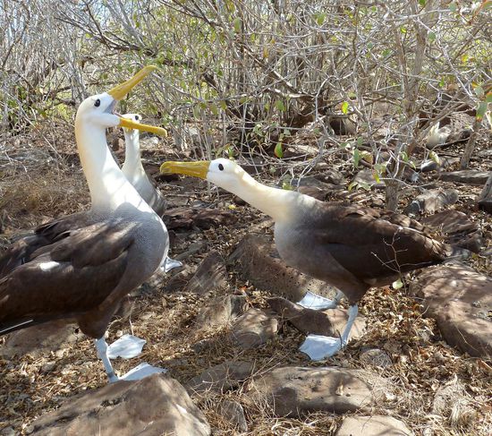 Let's dance!,................Eeehh, Macarena!.....