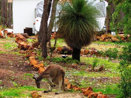 Das Känguru kam bis auf drei Meter an uns heran. Zum aus der Hand füttern hat es leider (noch) nicht gereicht.