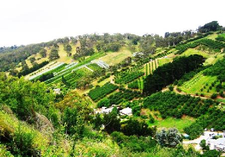 verschiedenste Obstplantagen in den Adelaide hills