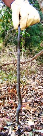 Beim Holz holen kam diese tiger-snake (sehr giftig) ploetzlich zum Vorschein. Wegen der Kinder auf dem Gelaende wurde diese erstmal einen Kopf kuerzer gemacht.