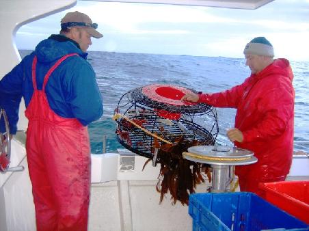 Die Fangkoerbe mit dem crayfisch werden eingeholt, geleert und mit neuem Koeder wieder ausgeworfen.