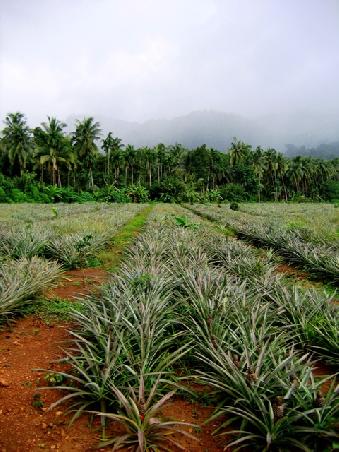 Pinapple-Plantage vor Rainforest