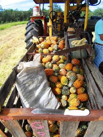 Diese Ananas waren fuer die Saftpresse bestimmt!