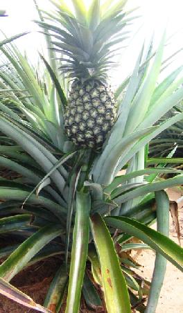 Fuer die, die noch nicht wussten wie eine Ananas waechst!
