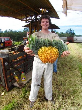 Riessenananas
