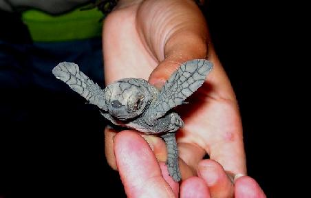 Eine frisch geschlüpfte Wasserschildkröte.