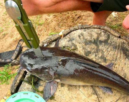 Ein Catfish! In Darwin, im Art and National Museum fand ich den Burchen zwischen den giftigsten Meeresbewohnern Australiens. Drei giftige Stacheln am Kopf können böse Wunden und Schmerzen verursachen. Guten Appetit!
