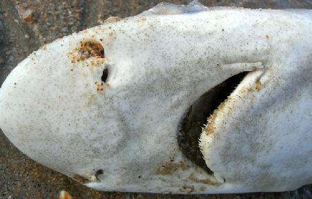 Nein, das ist kein Catfish, aber so etwas findet man bei einsamen Strandspaziergängen.
