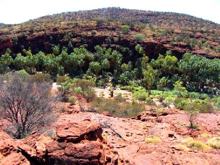 Ein Canyon und darin wachsen Palmen mitten im Nichts!